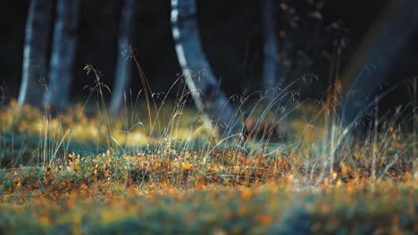 a close-up view of a forest floor bathed in sunlight with colourful undergrowth and wispy grasses