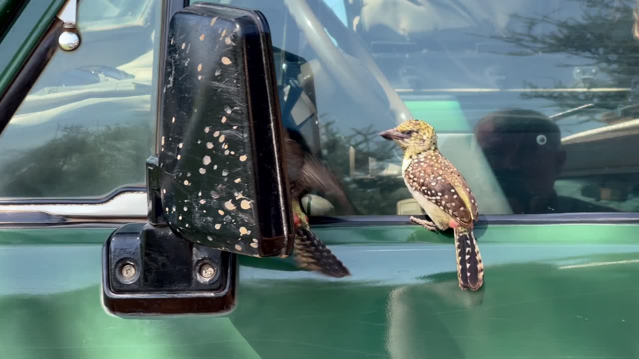 D'Arnaud's barbets (Trachyphonus darnaudii) fighting with their reflection in the side mirror of a safari vehicle in Serengeti National Park, Tanzania.