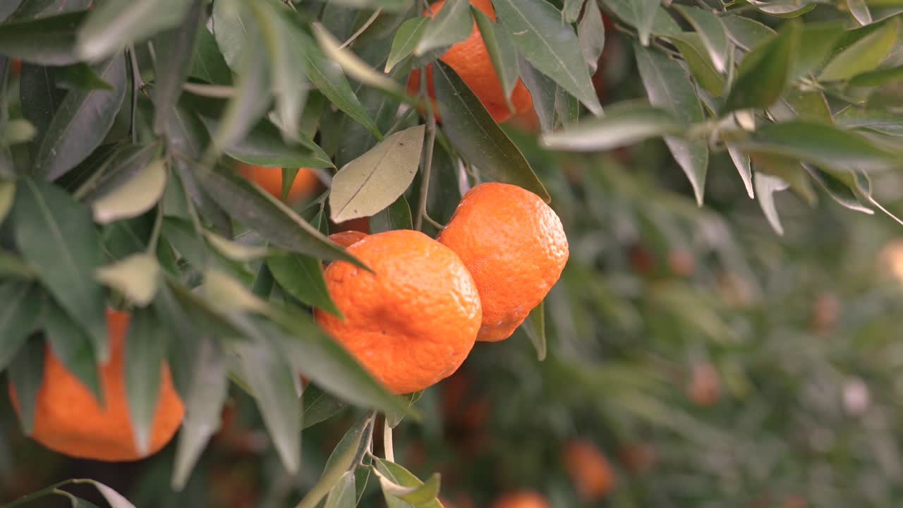 Pessoas estão colhendo laranjas maduras das árvores em um pomar. É início da tarde, e o sol está brilhando nas laranjas de cor forte. As folhas envolvem as frutas.