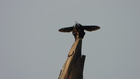 hermosa abeja voladora negra