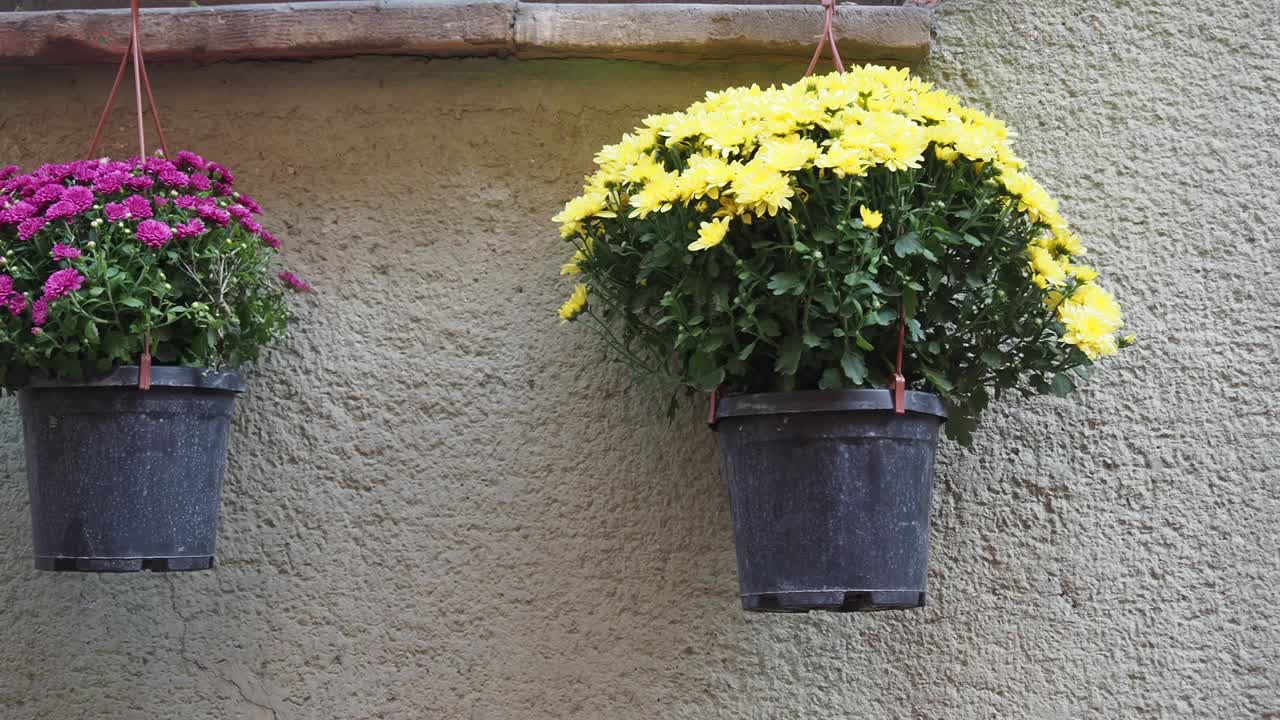 Hanging flower pots on a wall
