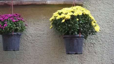 hanging flower pots on a wall