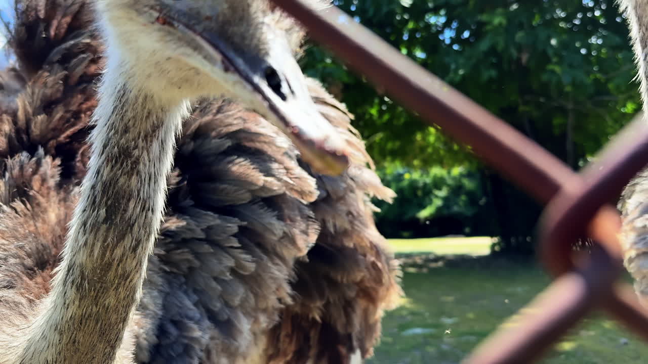 Two ostriches looking toward the sky. Two ostriches stand in a green field, raising their necks under a clear blue sky surrounded by trees
