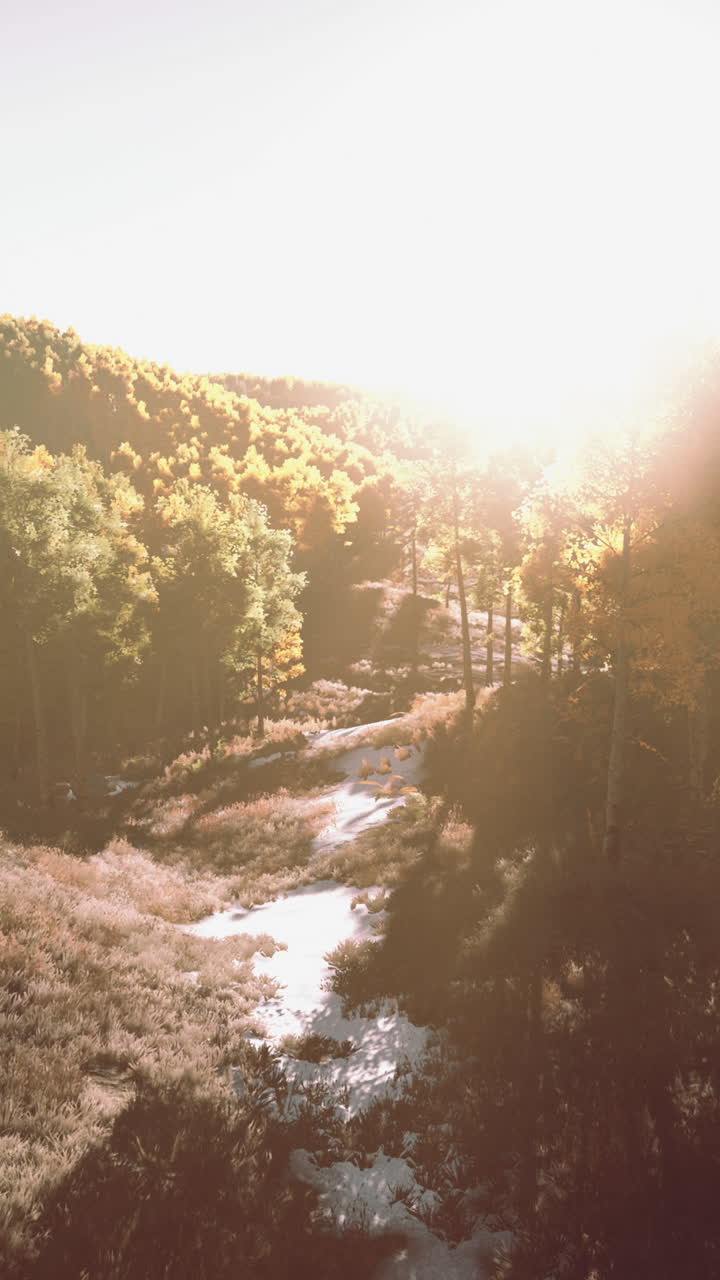 산책로가 숲을 가로질러 흐르고, 빛이 나무들을 가로질어 흐른다.