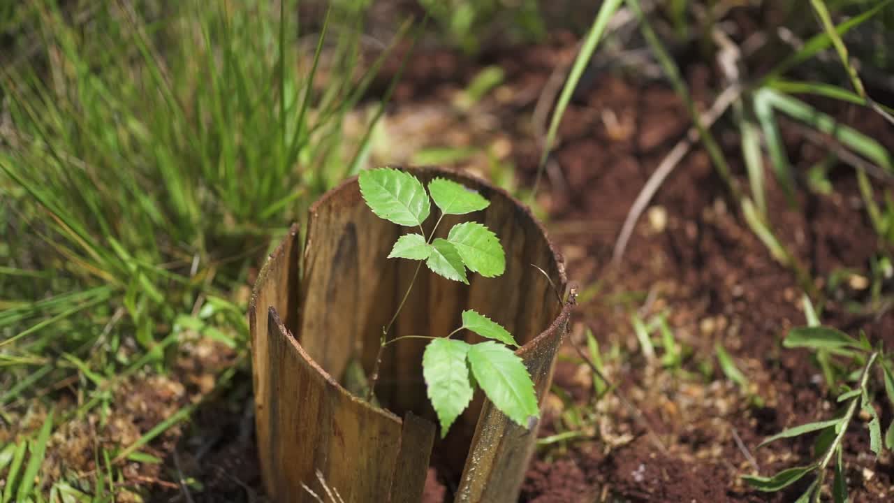 una pequeña planta verde prospera dentro de una barrera de madera protectora rodeada de hierba verde exuberante