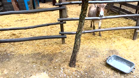 Vista-Cercana-De-Un-Tonto-O-Un-Burro-Mordiendo-El-Poste-De-La-Cerca-En-Un-Intento-De-Alcanzar-Su-Comida.