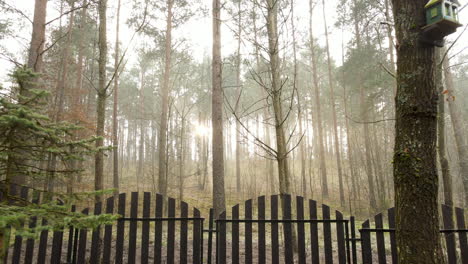 Sunlight-in-pristine-forest-shining-between-pine-trees-captured-by-a-drone-from-behind-a-fence-flying-backwards-during-autumn-in-Bartoszylas-Poland