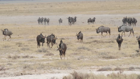 Herde-Streifengnus-Auf-Grasbewachsenen-Ebenen-In-Afrika