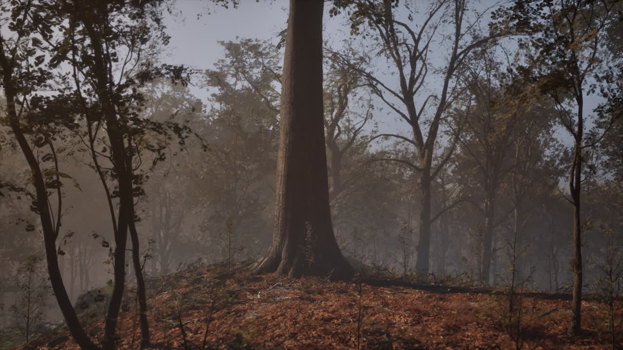 안개 가을의 숲