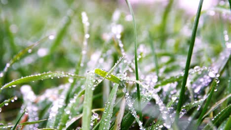 close up rain drops on grass.