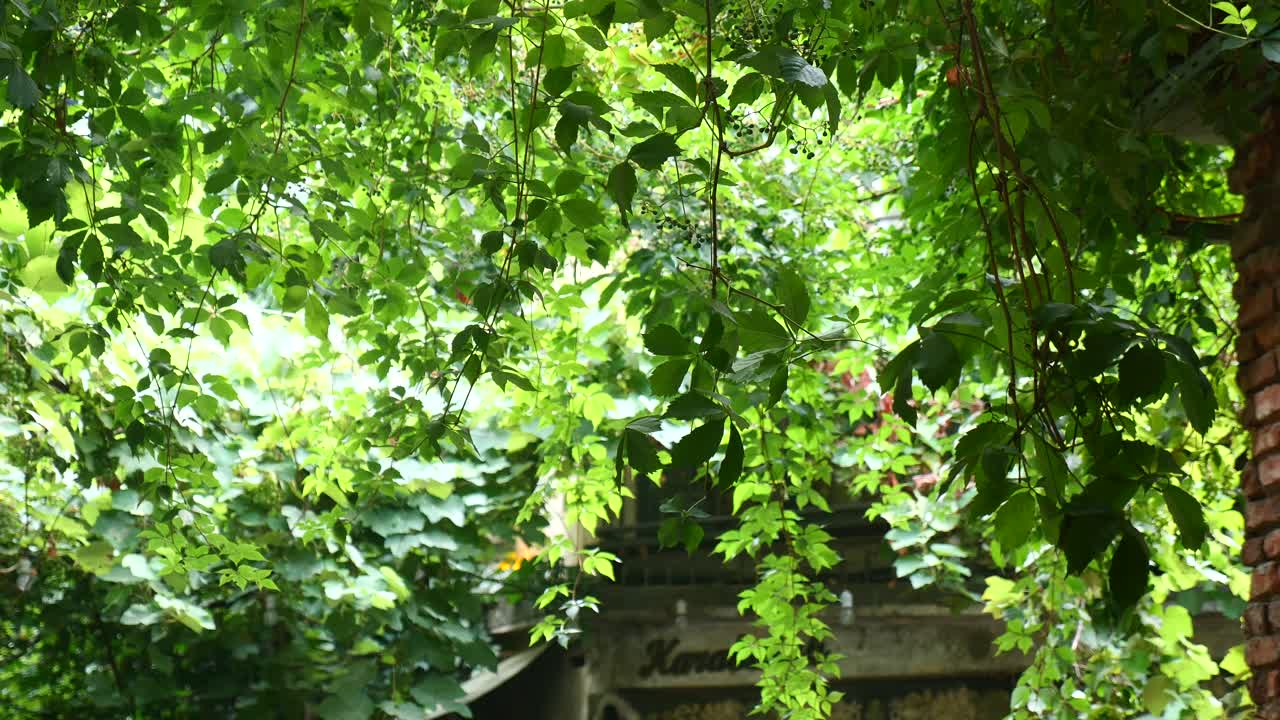 Lush Greenery and Vines
