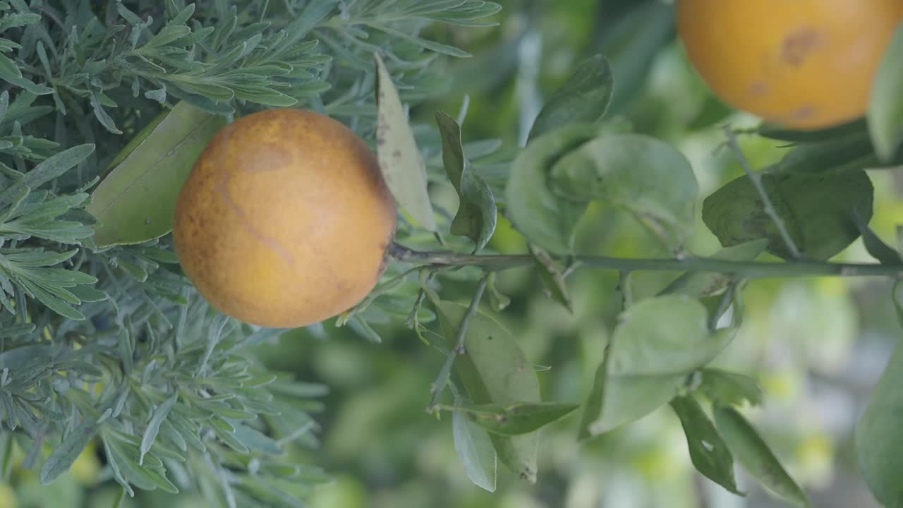Orange Tree with Fruit