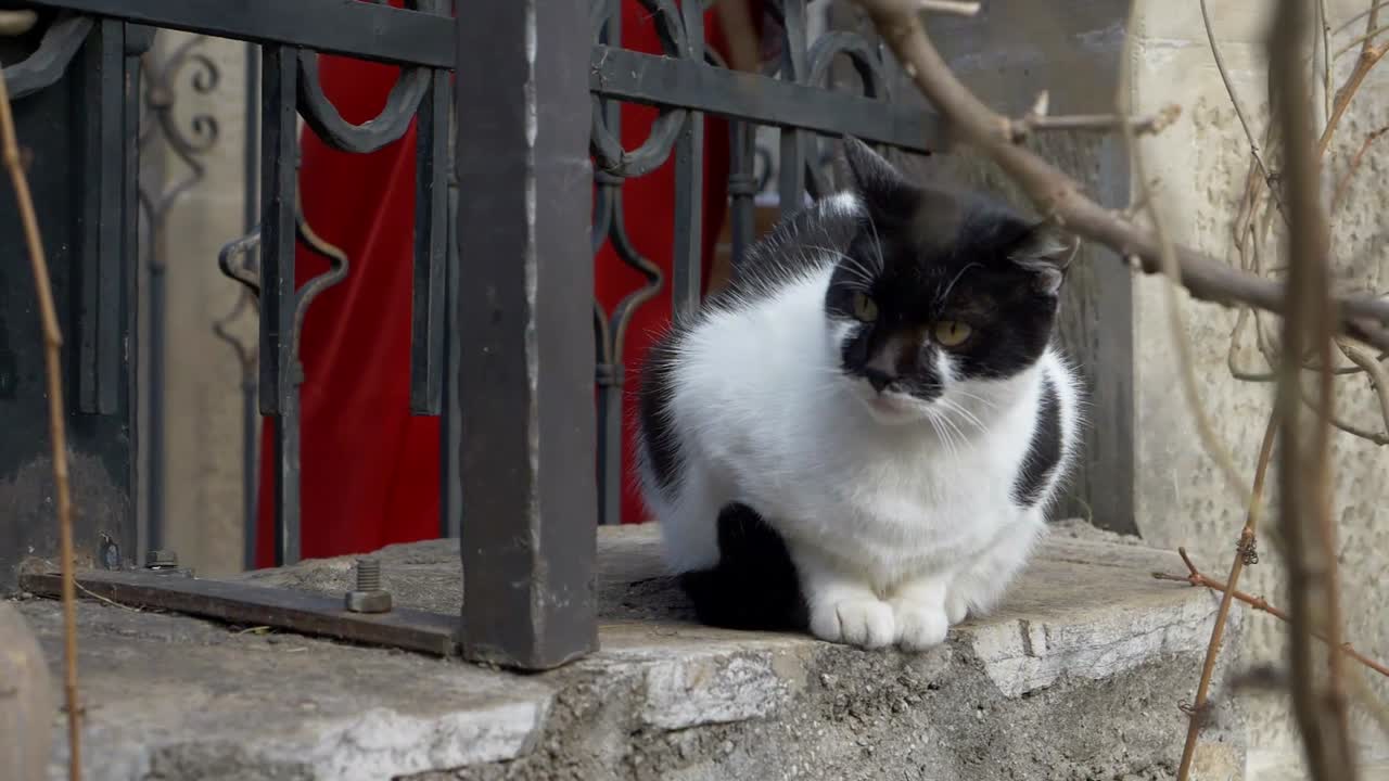 카메라를 응시하는 금속 막대가 있는 창틀에 앉아 있는 고양이 닫습니다