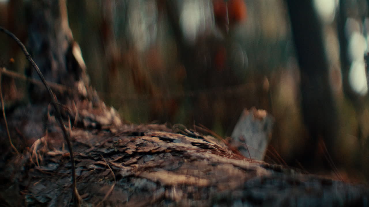 Close-up di un tronco d'albero in una foresta