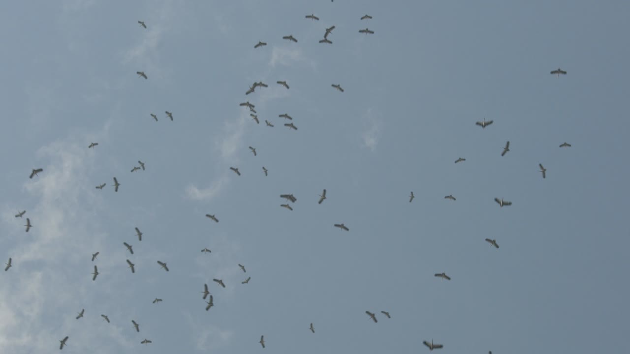 flock of asian openbill birds flying