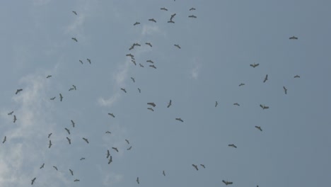 bandada de aves asiáticas de pico abierto volando