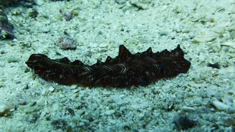 persian carpet flatwork slithers and crawls across the sandy bottom near a coral reef