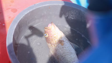 a fish lies in a bucket under bright sunlight, casting shadows. the scene is outdoors in phuket, thailand