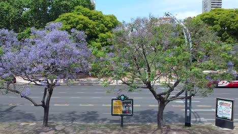 Lovely-boulevard-full-with-green-trees-and-purple-jacarandas-with-cars-passing-by,-in-Buenos-Aires