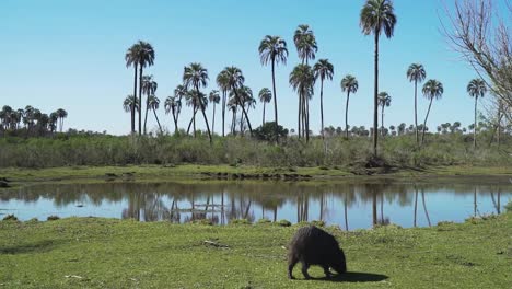 capybara grazing by a palm-lined waterhole in its natural habitat