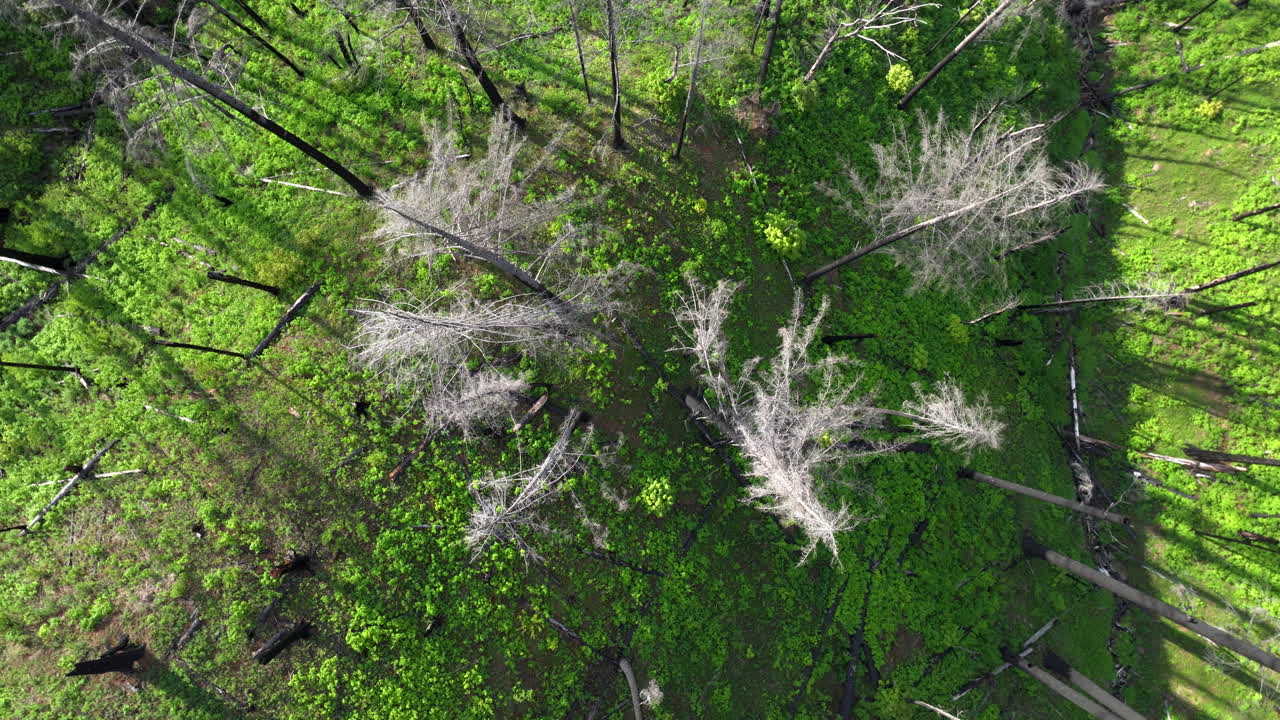 dron en espiral a través de los árboles