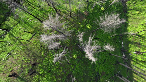 dron en espiral a través de los árboles