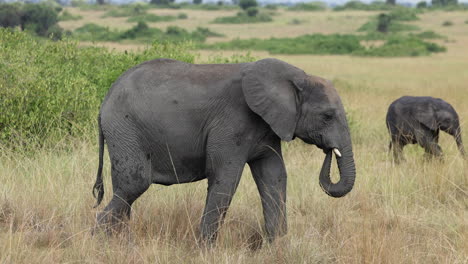 Large-elephant-slowly-walking-towards-the-herd-in-Tanzania,-Africa