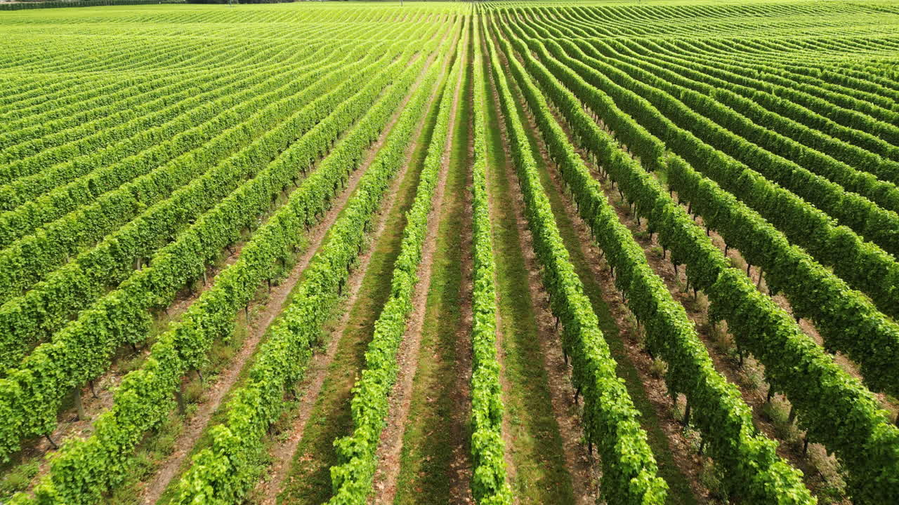 Rows of vine in wine fields on north of south island in NZ