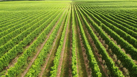 Hileras-De-Vid-En-Campos-De-Vino-En-El-Norte-De-La-Isla-Del-Sur-En-Nueva-Zelanda