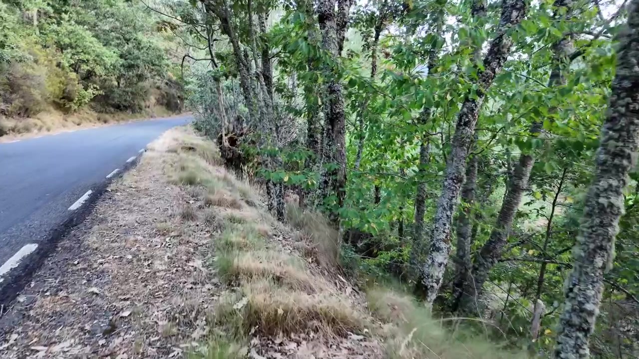 Vista em primeira pessoa movendo-se ao longo de uma estrada de asfalto sinuosa através de uma floresta verde exuberante nas montanhas