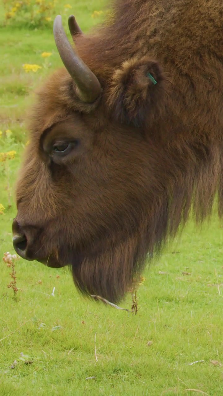 Un profilo verticale dettagliato di un bisonte europeo che si nutre di erba in un campo lussureggiante.