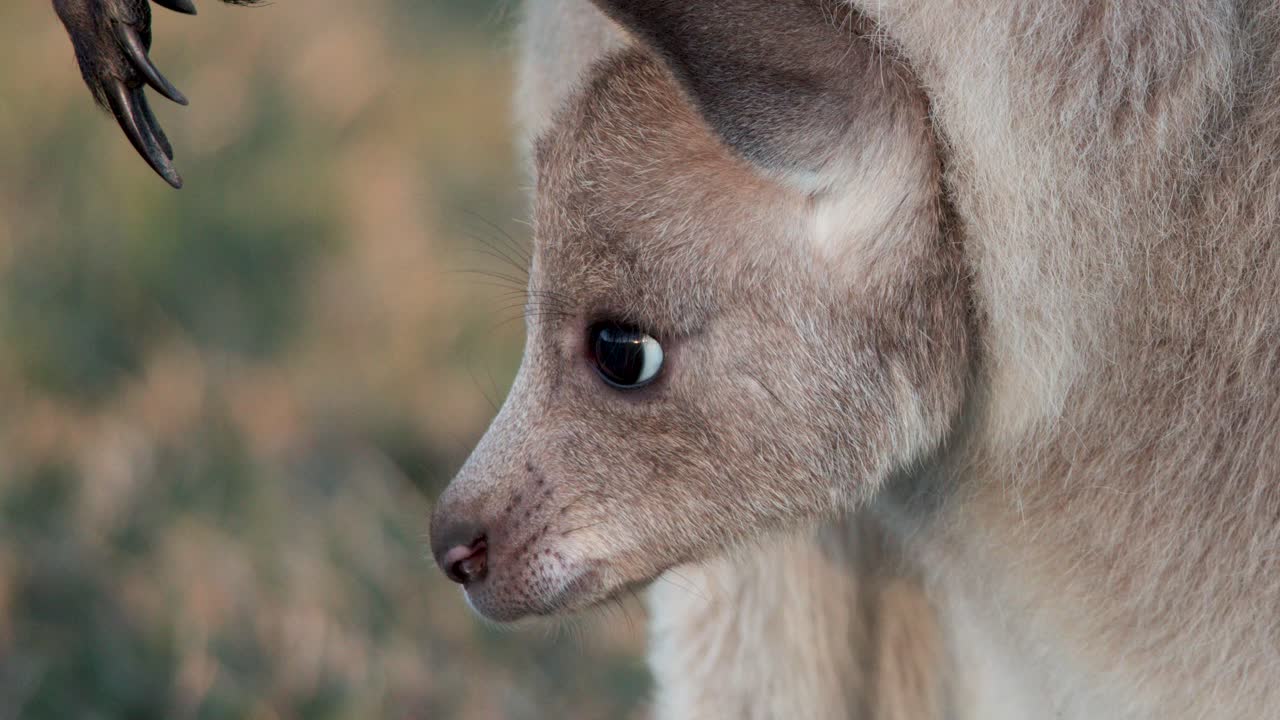 Close-up of a kangaroo joey peeking from its mother’s pouch at sunset, with soft natural lighting and shallow depth of field, filmed outdoors