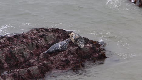 Focas-Grises,-Halichoerus-Grypus,-Asentado-Sobre-Rocas