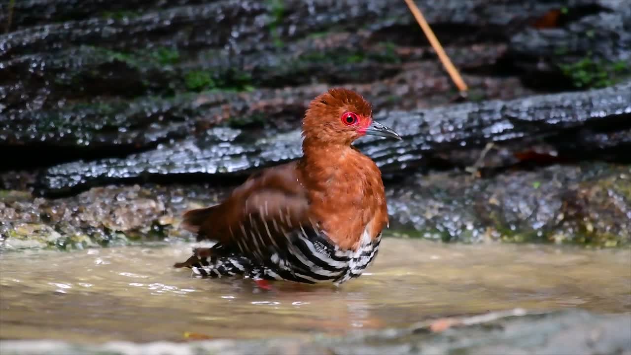 태국에서 발견되는 촌스러운 물새로 덤불 특히 두꺼운 풀을 좋아하여 위협을 받으면 즉시 숨을 수 있습니다.