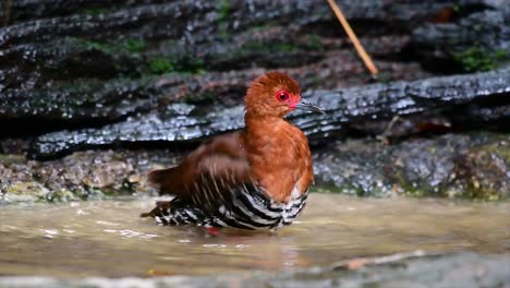 Ein-Scheuer-Wasservogel-Aus-Thailand,-In-Dem-Er-Sich-Gern-Im-Unterholz-Aufhält,-Besonders-In-Dichtem-Gras,-Damit-Er-Sich-Bei-Gefahr-Sofort-Verstecken-Kann