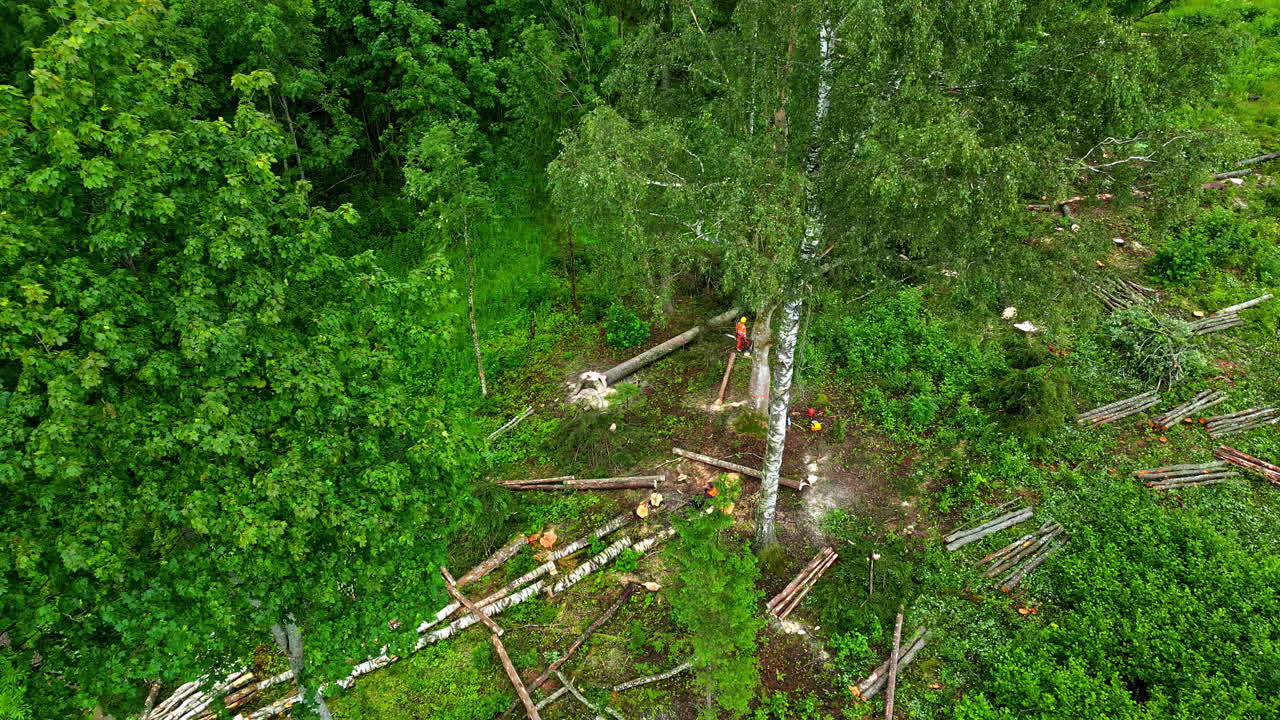 Workers cut down trees with orange suits in contrasting green forest aerial shot