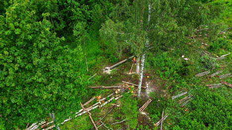workers cut down trees with orange suits in contrasting green forest aerial shot