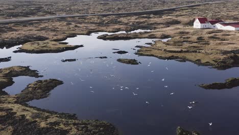 Seagulls-flying-around-tranquil-lake-in-volcanic-Iceland-landscape,-aerial