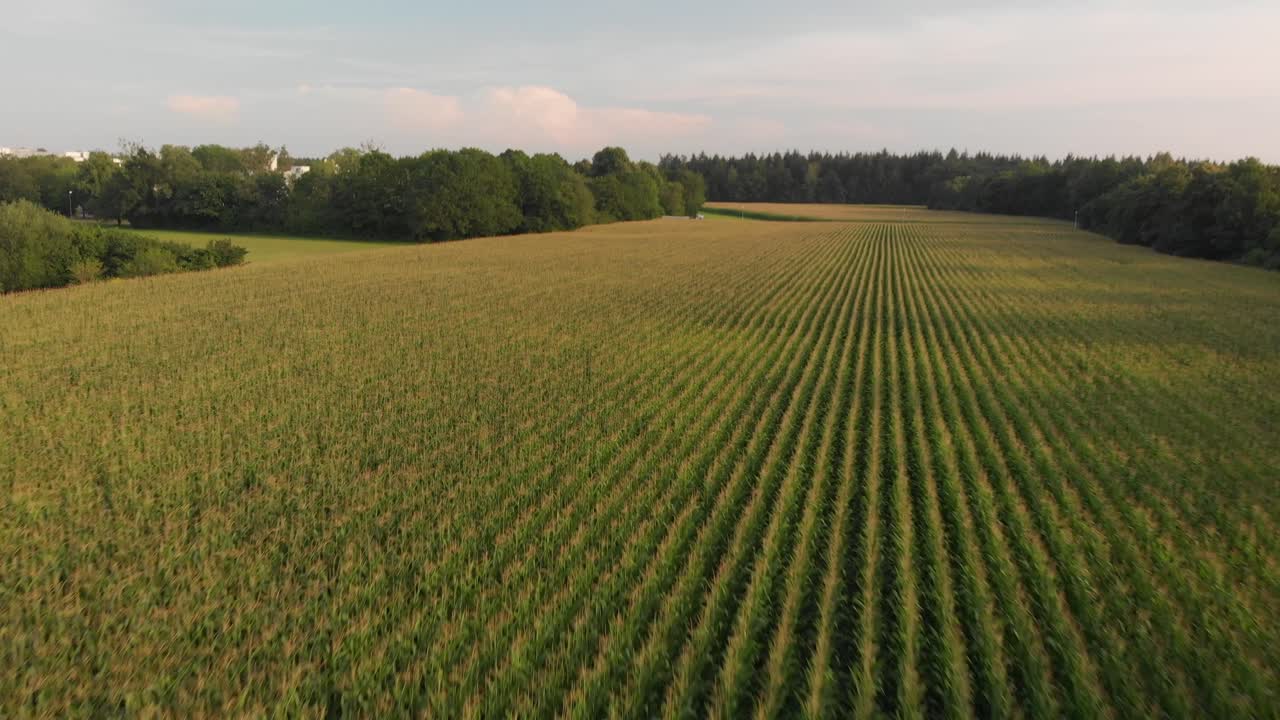 Corn fields recorded with a drone on a sunny day