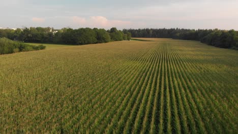 Campos-De-Maíz-Grabados-Con-Un-Dron-En-Un-Día-Soleado