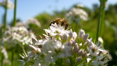 Close-up-of-a-bee-pollinating-wildflowers-on-a-sunny,-summer-day