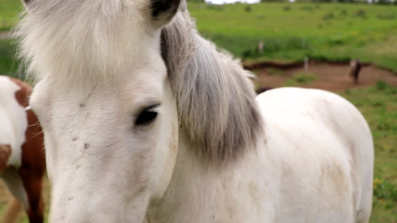 un hermoso caballo islandés blanco está en un campo verde