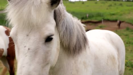 Un-Hermoso-Caballo-Islandés-Blanco-Está-En-Un-Campo-Verde