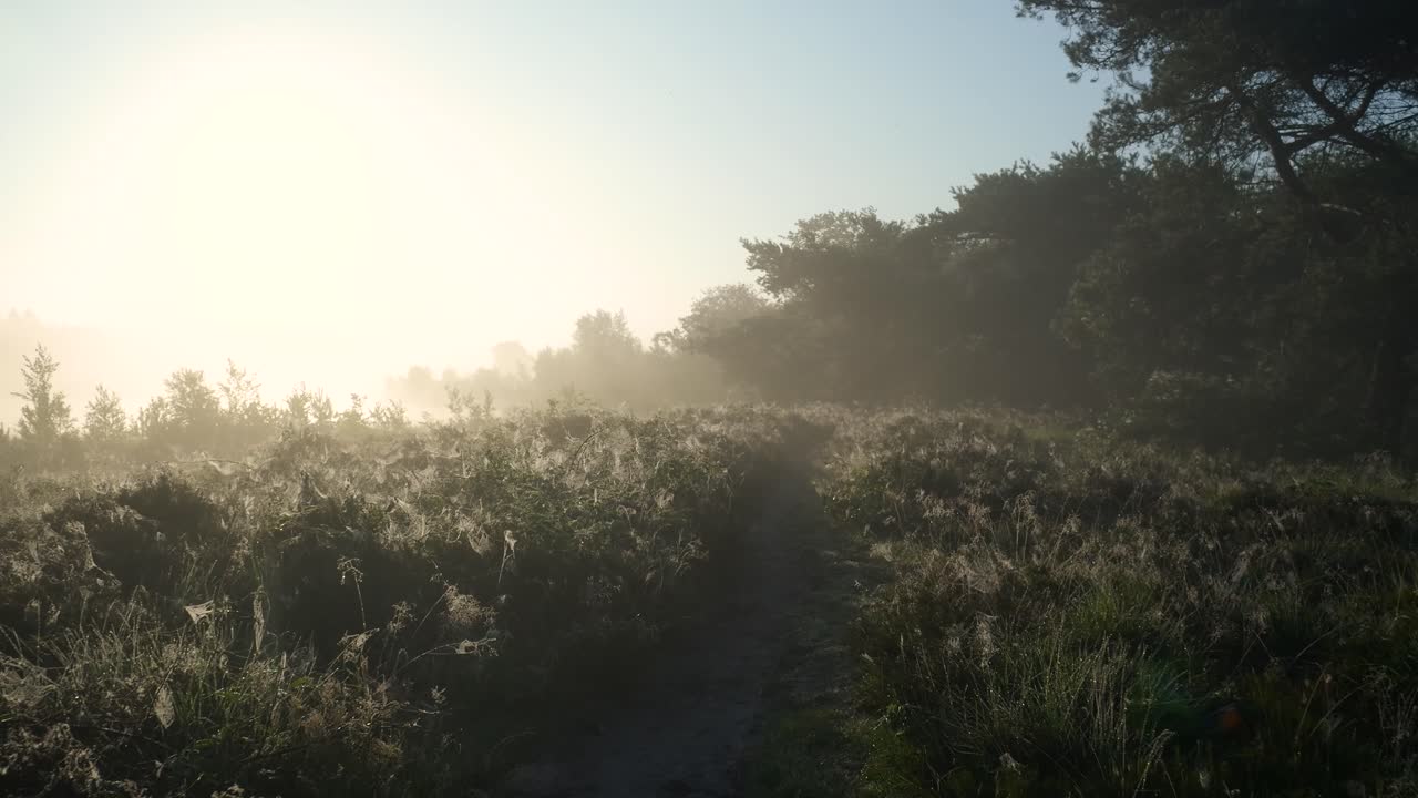 숲 속의 안개가 가득한 해가 뜨는 것