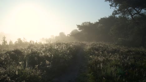 misty sunrise in the woods