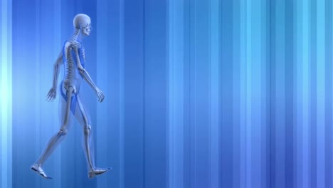 human skeleton walking in blue background