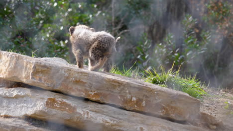 curioso bebé guepardo acinonyx jubatus en una roca zoo de montpellier día de cámara lenta