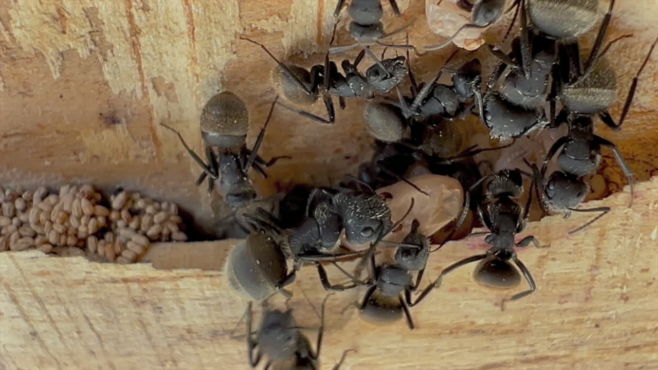 Hormigas carpinteras pululando sobre la cría dentro de una cavidad de nido de madera en un primer plano macro que muestra obreras grandes y el comportamiento activo de la colonia