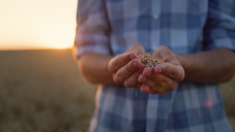 farmer's hands with grain in the sun. organic farming concept