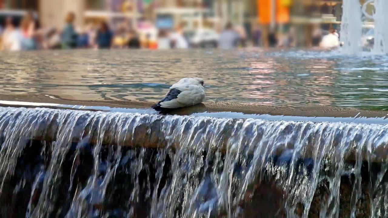 Pigeon taking a bath in a New York City 5th Avenue water fountain with pedestrians in the background